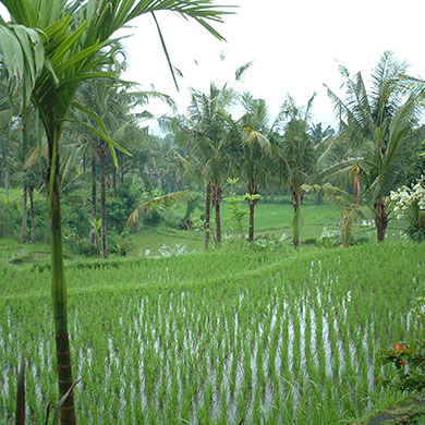บาหลี