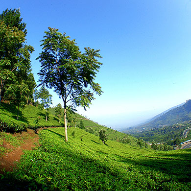 Bandung